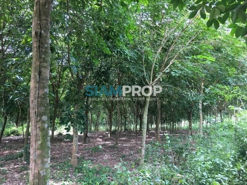 Land with rubber plantation, extremely cheap, 81 rai and additional 16 rai, only 15 million baht. - Land -  - 